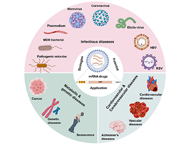 תСmRNAñԭϡһ˶ƽ̨ҽҩͻmRNAԭƿ